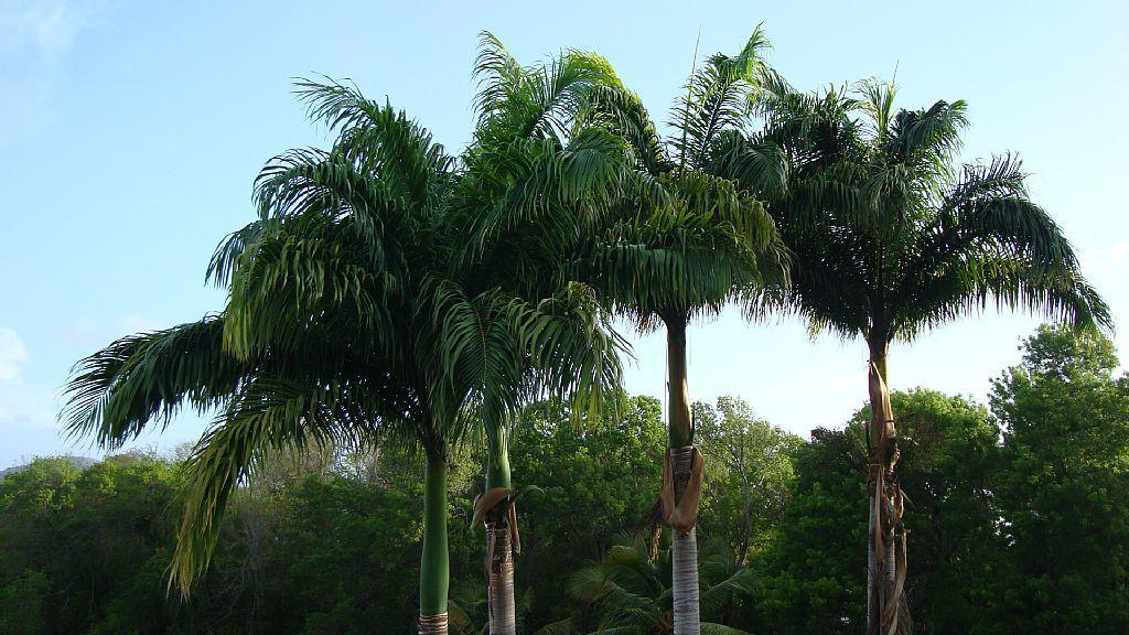 Palm'Studio Anse De Caritan Сент-Анн Екстер'єр фото